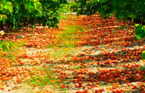 Satisfacción en el sector porque las pequeñas y microexplotaciones se quedarán fuera de la burocracia de la Ley de Desperdicio Alimentario