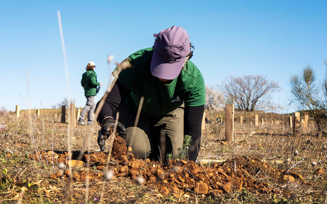 Reforesta vuelve a plantar al menos 150 ejemplares de madroño y pino carrasco en Requena con el apoyo de Alejandro Sanz