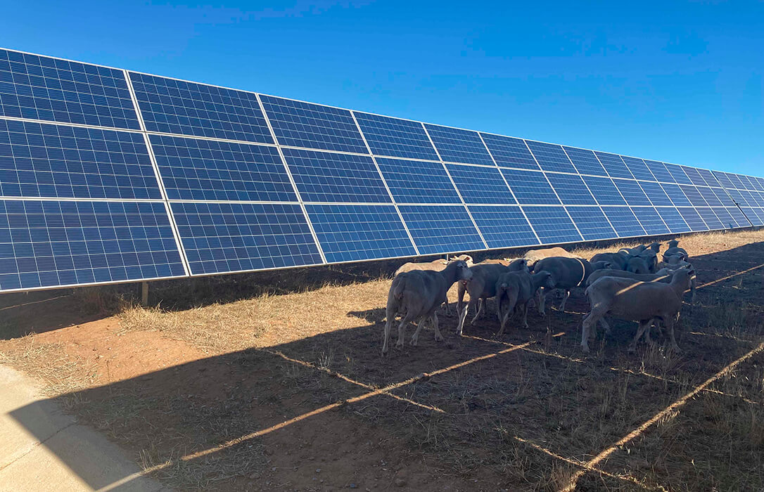 El proyecto PASTOREO FV visibiliza en una jornada buenas prácticas de manejo ganadero y ambientales en instalaciones de energías renovables