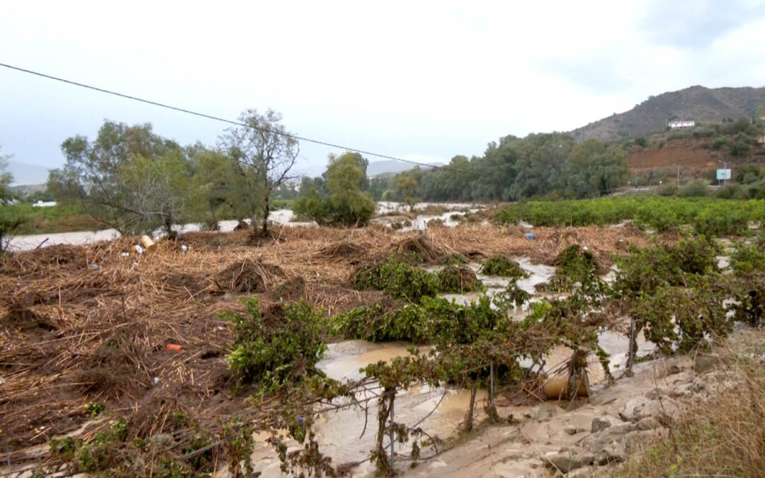 La Generalitat autoriza la quema residuos vegetales agrícolas o forestales generados tras la DANA por razones fitosanitarias