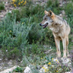 El Consejo de Europa aprueba rebajar la protección del lobo aunque España deja claro que mantendrá la protección actual sin cambios