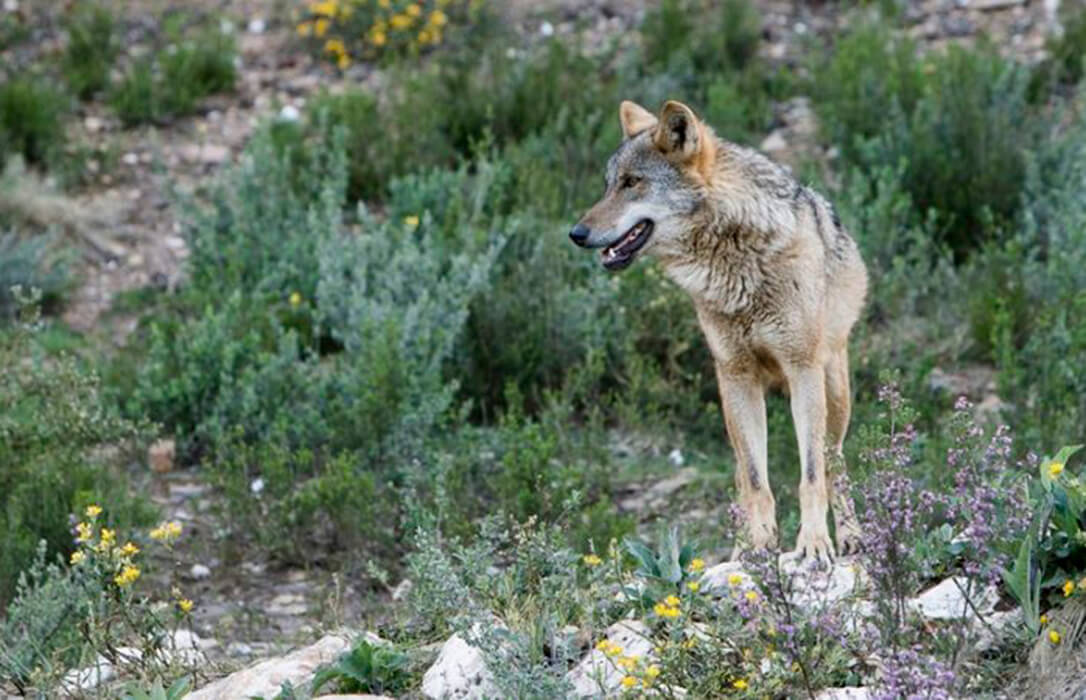 El Consejo de Europa aprueba rebajar la protección del lobo aunque España deja claro que mantendrá la protección actual sin cambios