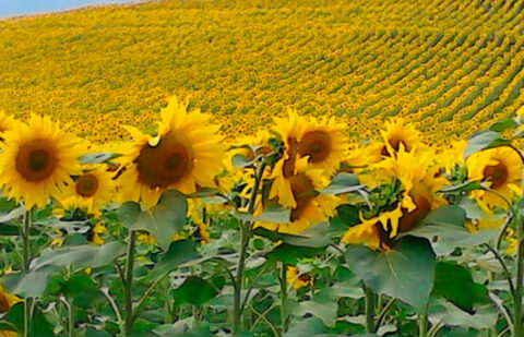 La lonja de León cierra una campaña de girasol complicada al haber un menor rendimiento, pero sí un mejor precio de lo esperado