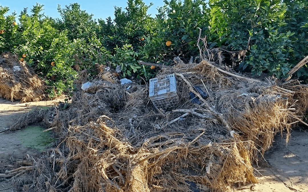 Los efectos de la letra pequeña: denuncian que el Gobierno deja fuera de las ayudas de la DANA a agricultores por un mero trámite burocrático