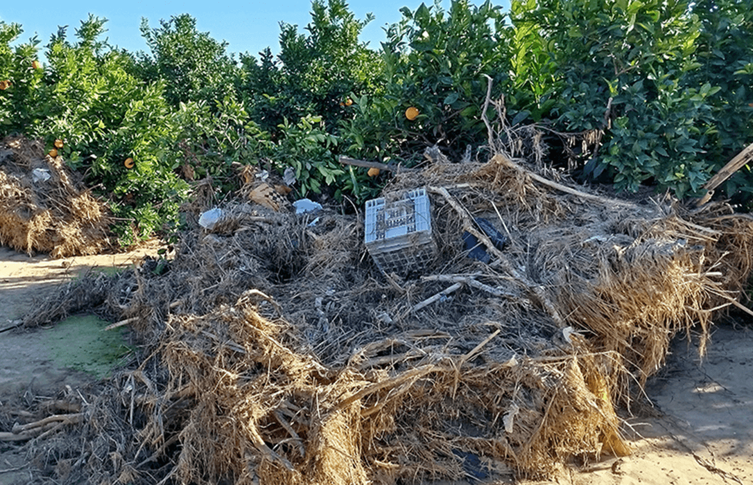 Los efectos de la letra pequeña: denuncian que el Gobierno deja fuera de las ayudas de la DANA a agricultores por un mero trámite burocrático