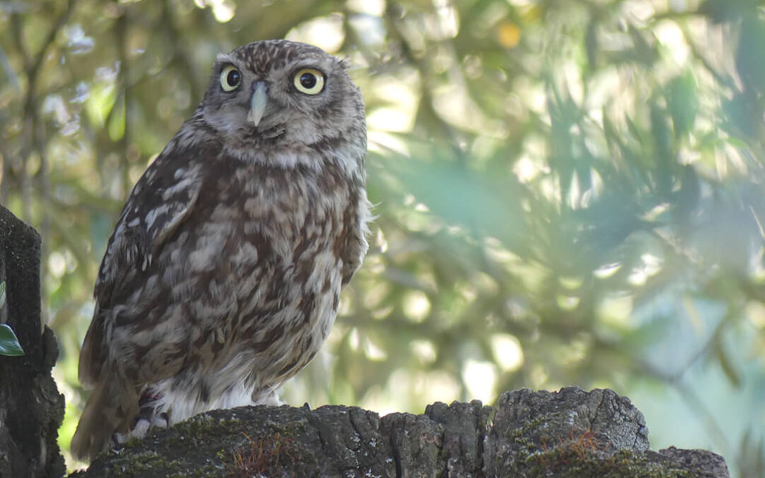 Cooperalive convierte a las cooperativas de Andalucía en un refugio de biodiversidad al transferir con éxito el modelo Olivares Vivos