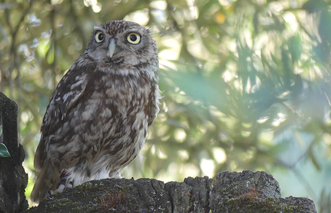 Cooperalive convierte a las cooperativas de Andalucía en un refugio de biodiversidad al transferir con éxito el modelo Olivares Vivos