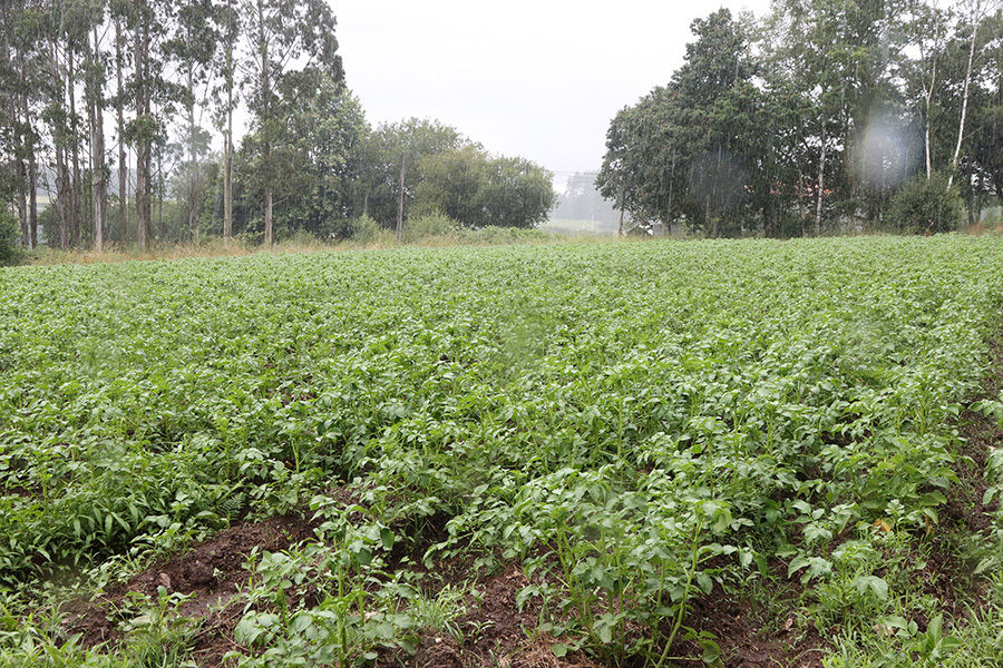 La campaña de la patata entra en su recta final con un alza del 65% del precio en origen y de la producción respecto al pasado año