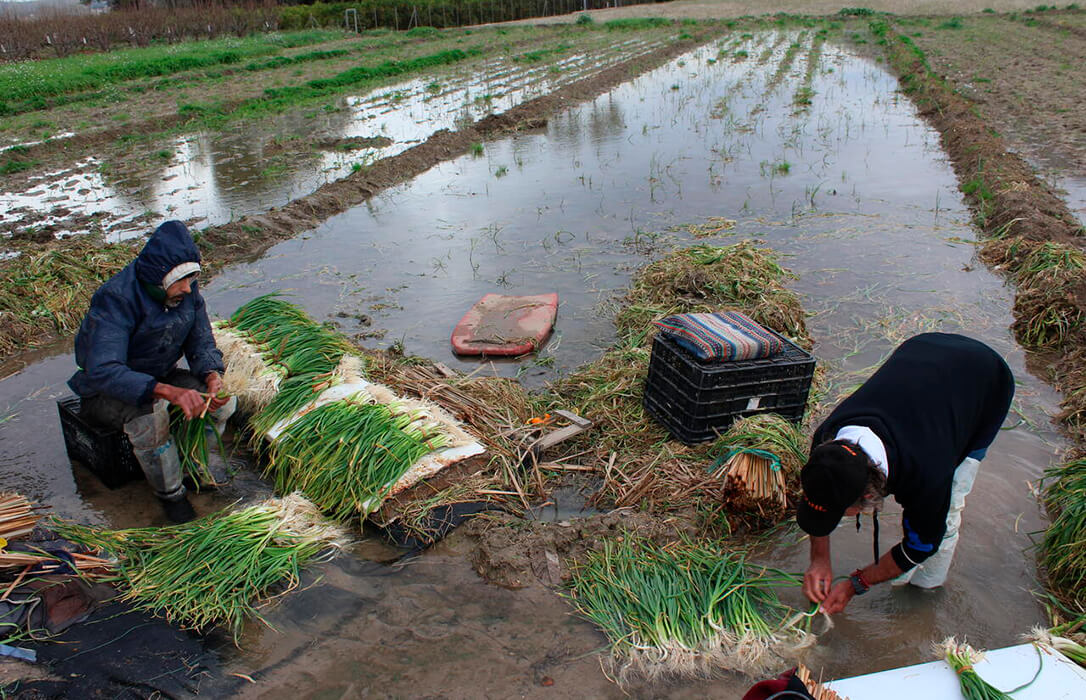 La superficie de ajo tierno de la Comunitat Valenciana desciende un 23% por las dudas de las variedades plantadas y su difícil comercialización