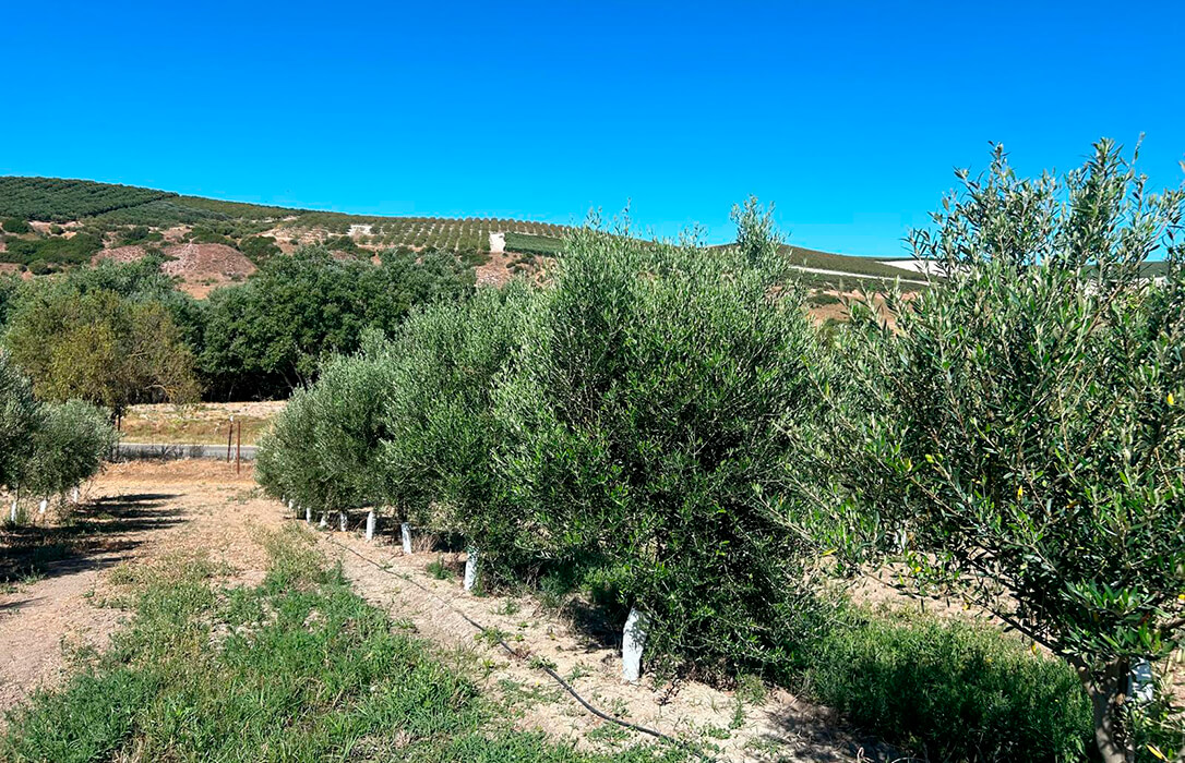 La gaditana Almazara Legado Andaluz se clasifica para el Reto Final nacional del programa Tierra de Oportunidades de CaixaBank