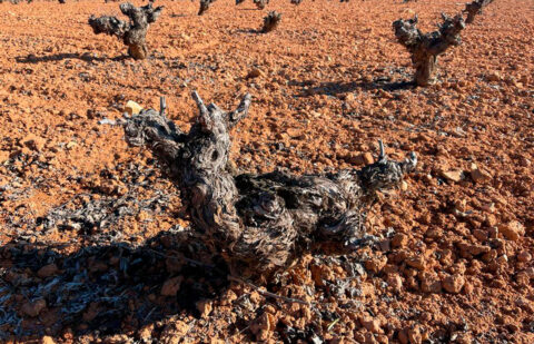 Castilla-La Mancha no descarta el arranque de viñedo pero solo de forma «quirúrgica» y si la región mantiene su capacidad productiva