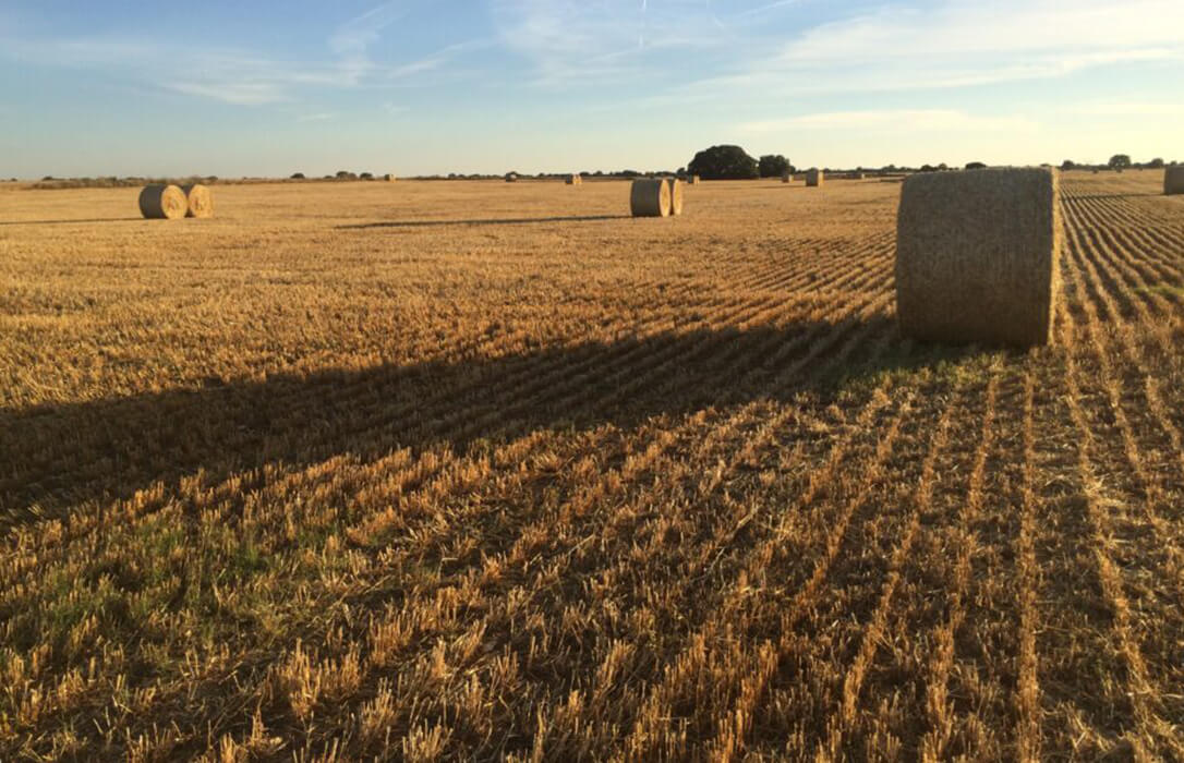 Por primera vez desde 2017 se la convocatoria de ayudas dirigida a mejorar el dimensionamiento de las cooperativas agroalimentarias de CyL