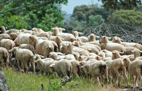 Extremadura pagará por primera vez en este inicio de año varias ayudas ganaderas de la PAC que antes se abonaban en primavera