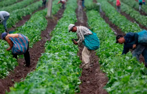 La agricultura acaba 2024 con 83.593 parados, un 14,5% menos que en 2023 tras un diciembre con una bajada del desempleo