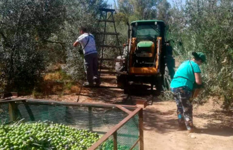 El paro en agricultura cae un 1,52% en 2024 pero también con 56.600 empleos menos en el mercado laboral, con una bajada del 7,13%