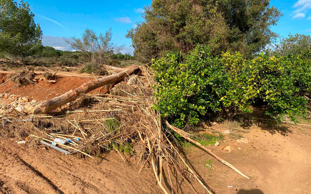 Convocada la línea ICO-MAPA-SAECA por 53,1 millones para facilitar el acceso a la financiación a explotaciones agrarias afectadas por la DANA