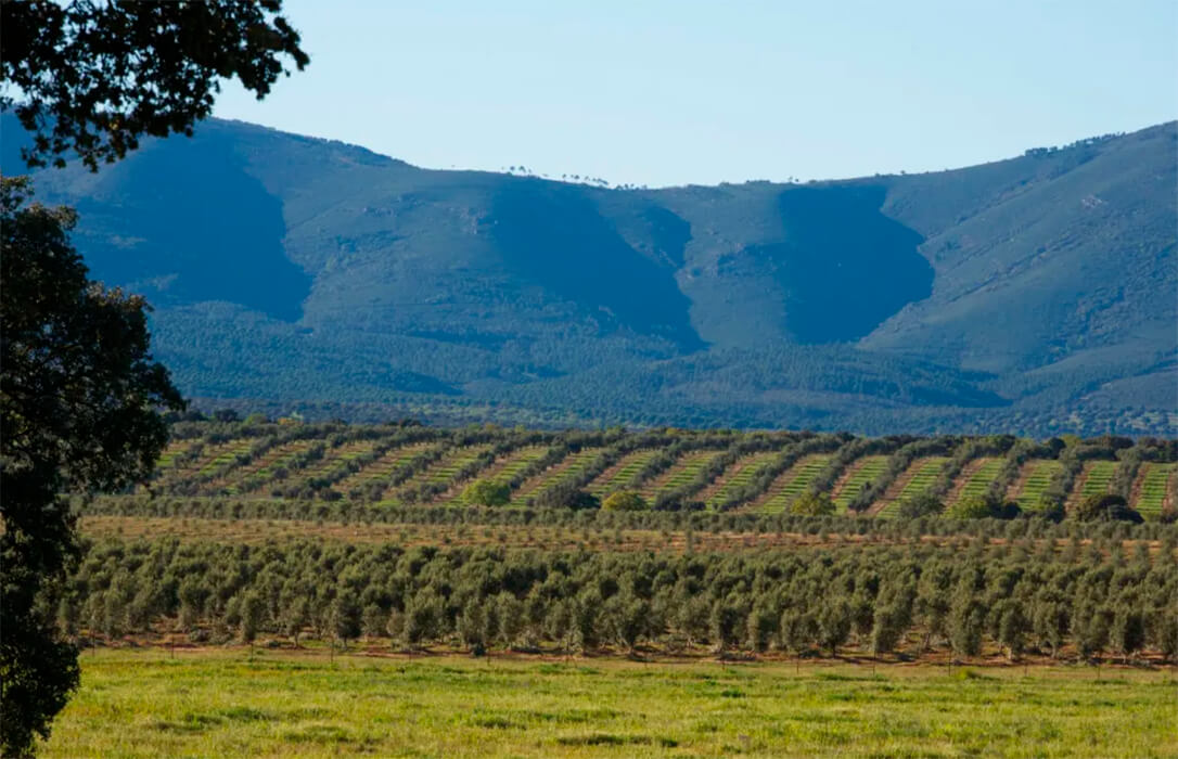 El mejor aceite de oliva virgen extra del mundo sale de una variedad de origen italiano, la coratina, y de una finca de Ciudad Real