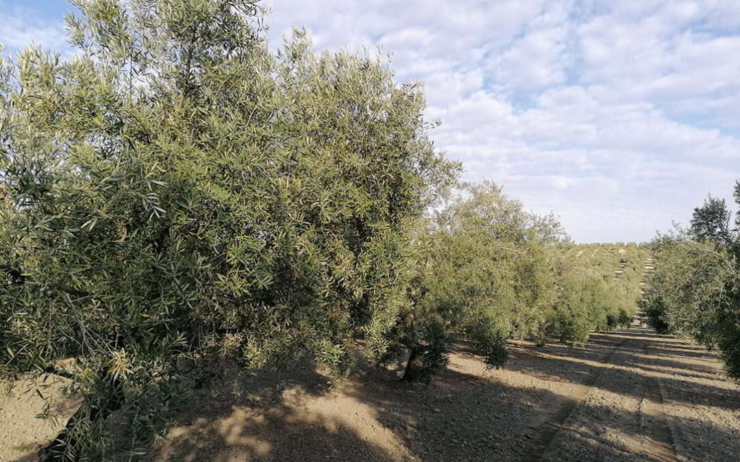 Reclaman reautorizar el fungicida Mancozeb en olivar, cítricos, viña, hortalizas y caquis tras el fallo favorable de la justicia europea