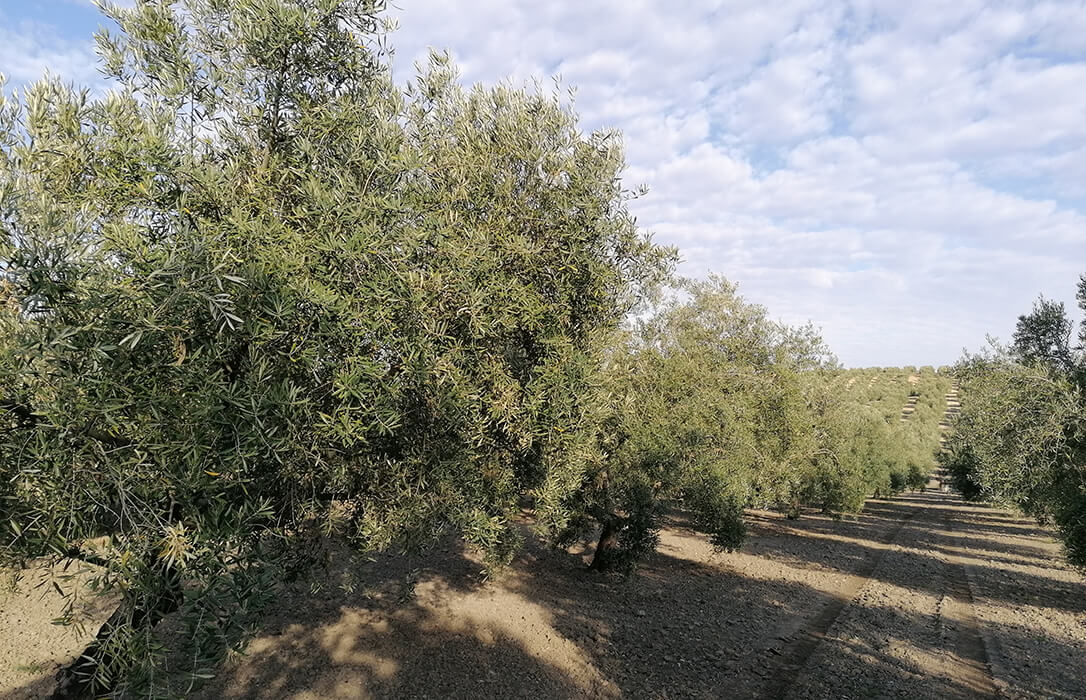 Reclaman reautorizar el fungicida Mancozeb en olivar, cítricos, viña, hortalizas y caquis tras el fallo favorable de la justicia europea