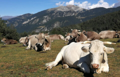 Un nuevo brote de tuberculosis bovina en Asturias: reclaman no abusar del vacío sanitario, actuar con la fauna silvestre y evitar falsos positivos