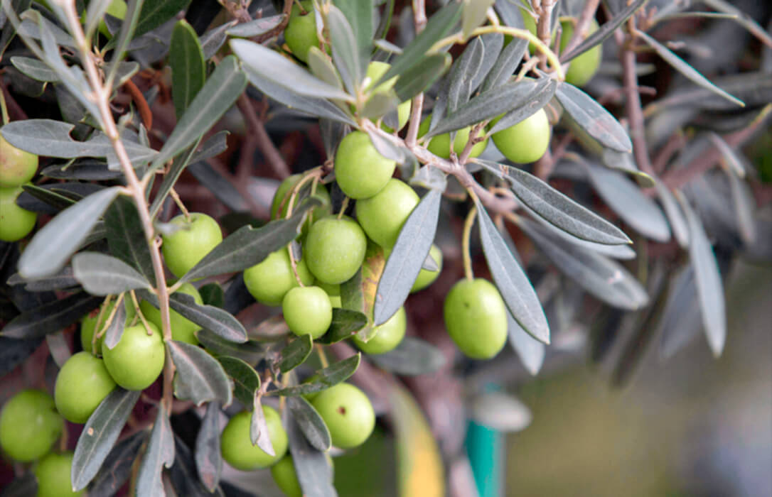 Oleand Manzanilla Olive impulsa la rentabilidad y sostenibilidad del olivar con su participación en el proyecto de innovación OLIVITECH