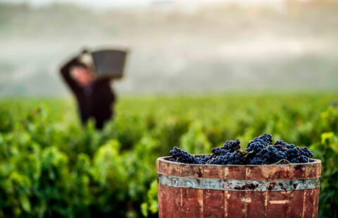 Rechazo a los presupuestos extraordinarios de la DOCa Rioja al no existir un compromiso de rentabilidad para el sector productor