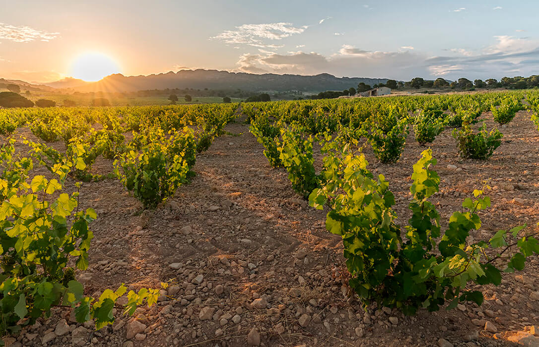 Jumilla registra el mayor descenso en la recogida de uva en toda su historia con 46 millones de kilos y un descenso del 14% respecto a 2023