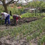 Nuevo aviso sobre las repercusiones para el agricultor en sus prestaciones sociales si reduce su base de cotización en el nuevo sistema