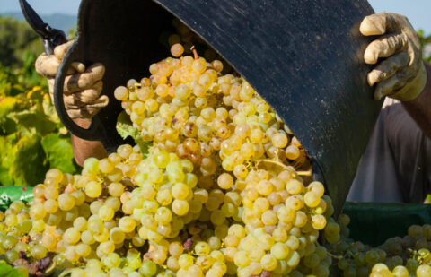 Plantean la necesidad de reestructurar las plantaciones de viñedo ya que sobra viña para producir tinto y falta viñedo para blanco y cava