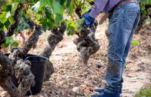 Pulso ante los presupuestos de la DOCa: presentan un acuerdo propio para la recuperación de la rentabilidad de los viticultores de la Rioja