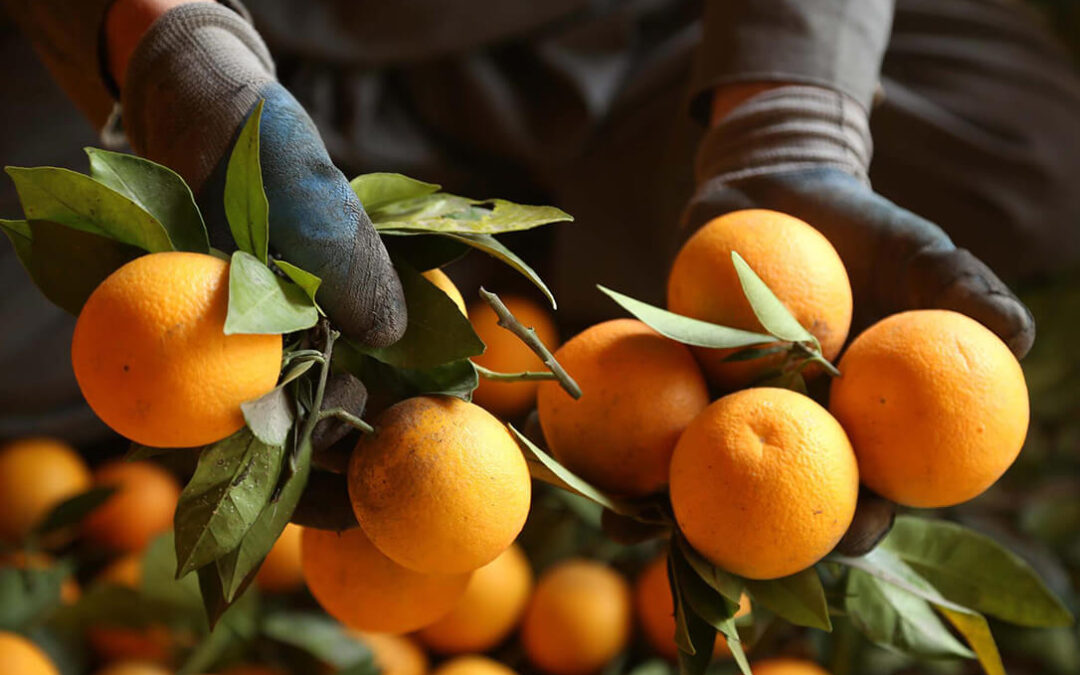 Alerta del incumplimiento de la Ley de la Cadena Alimentaria en el sector del zumo de naranja: el precio de la industria no cubre costes