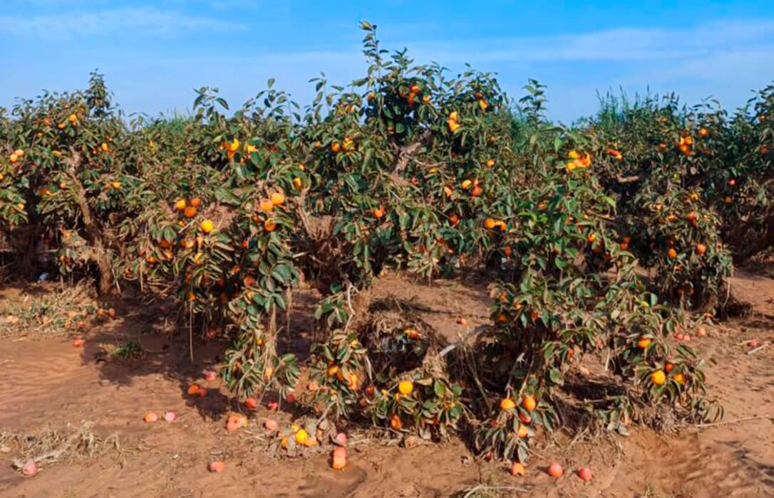 Denuncian que las condiciones del seguro abocan a muchos fruticultores al endeudamiento o a quedarse sin cobertura