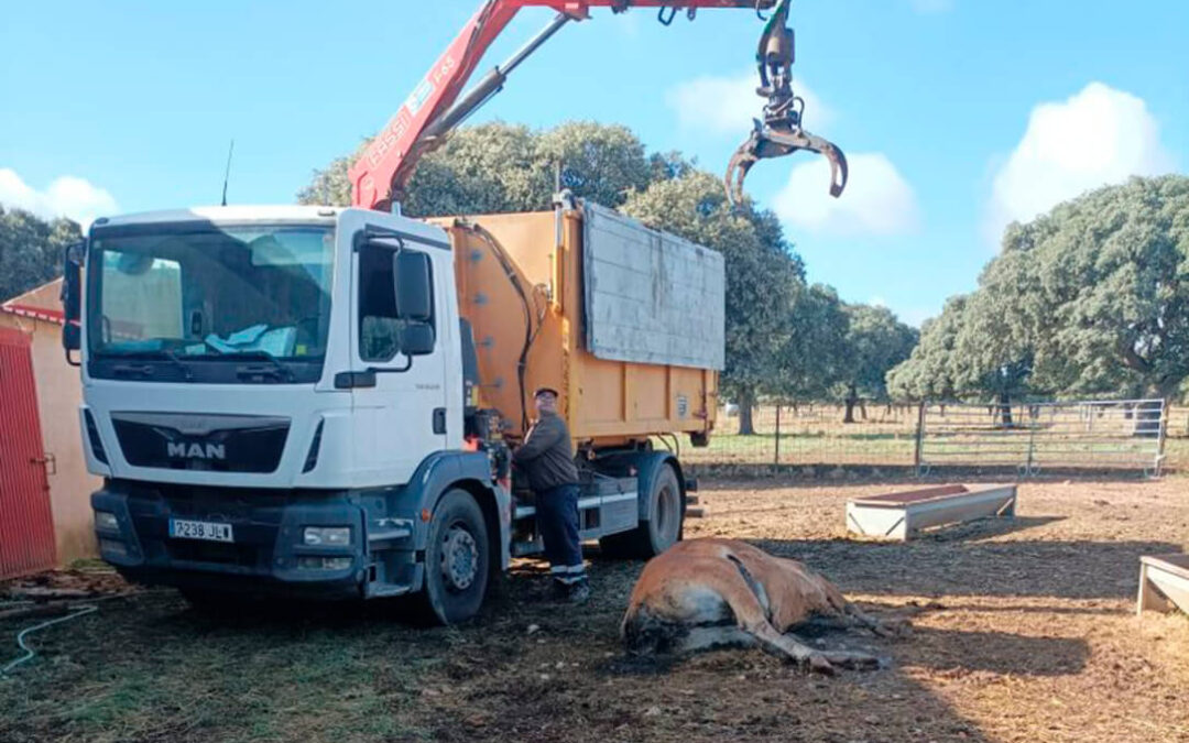 El seguro ganadero de retirada y destrucción de animales muertos se dispara desde un mínimo del 30% hasta un 200% según los casos