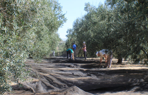 La producción de aceite llega al 65 por ciento en el tercer mes de campaña, pero marcada por rendimientos bajos