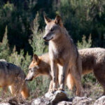 Denuncian la muerte de 30 ovejas tras huir 4 cachorros de lobo de un recinto en Sevilla tras un posible un sabotaje en las instalaciones