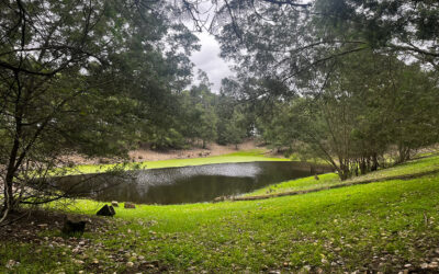 El proyecto de restauración ambiental de la finca ‘Los Mimbrales’ recibe informe favorable del Consejo de Participación de Doñana