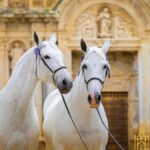 Custodios del caballo cartujano: La Yeguada Cartuja Hierro del Bocado asegura el futuro de los pura raza de España