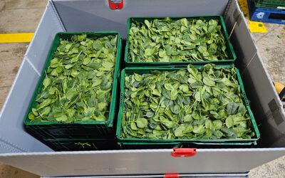 Proexport pone a prueba un nuevo sistema de transporte de frutas y hortalizas, para reducir el desperdicio alimentario