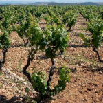 Los vitivinicultores aragoneses reclaman la ‘vendimia en verde’ para evitar seguir aumentando el stock de las bodegas