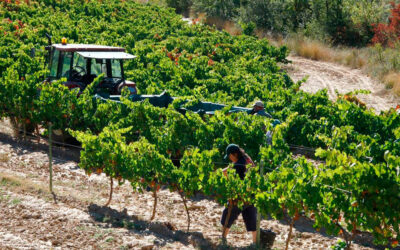 El Grupo SATEC finaliza el desarrollo de su proyecto Videxpert para reducir la huella de carbono en la viticultura