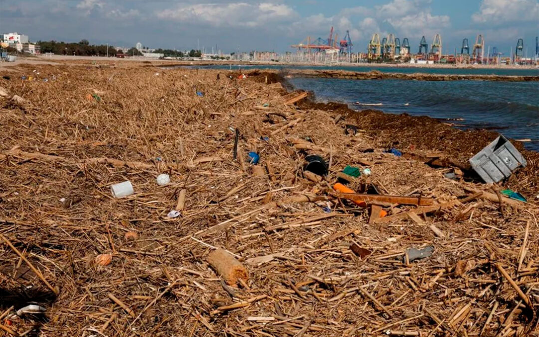 El Gobierno concede una ayuda de 3.000 euros por hectárea a los arroceros de la Albufera de Valencia que no puedan sembrar esta campaña