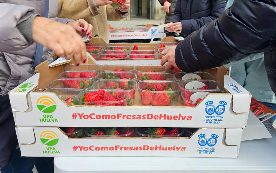 Los productores de fresas ratifican sus críticas a la amplia diferencia de precios desde el campo al lineal: «Alguien se lo está quedando»