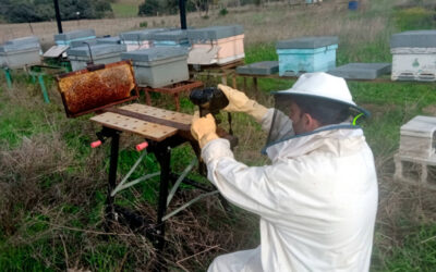 Un algoritmo basado en la inteligencia artificial ayuda a localizar las celdas llenas de miel en las colmenas agilizando un trabajo que se suele hace a mano