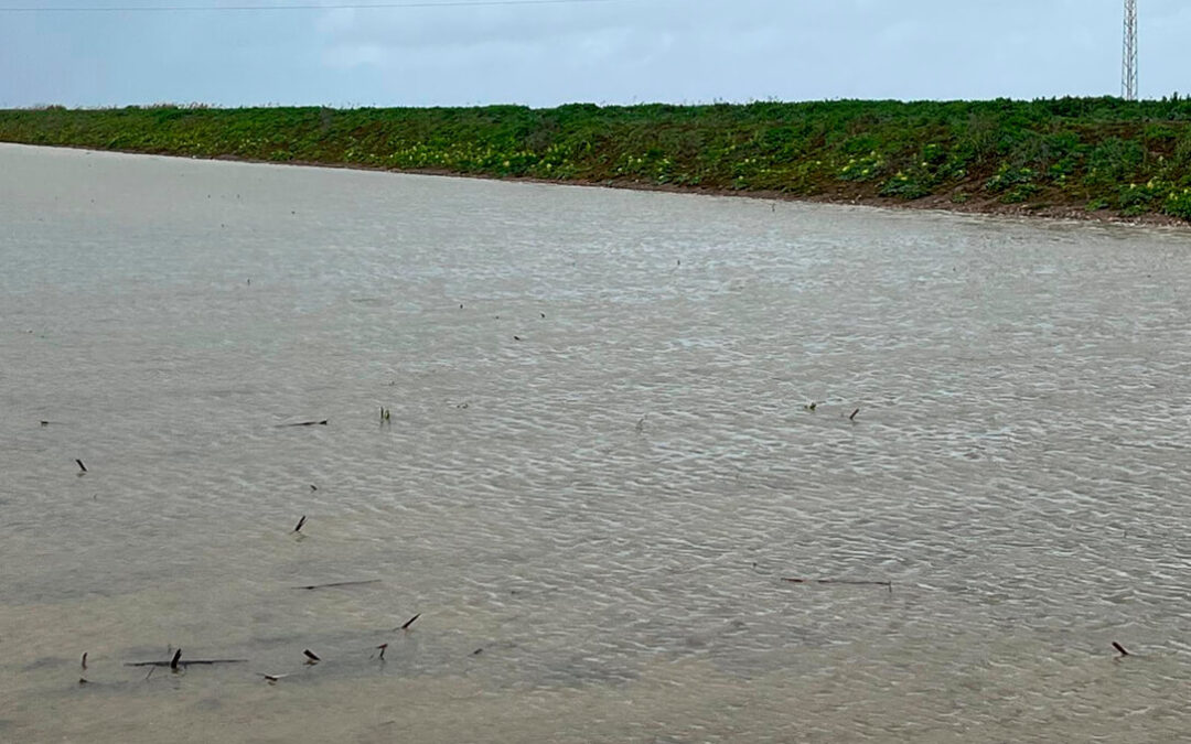 Daños por las fuertes lluvias en Andalucía: El arroyo de Las Pájaras inunda otra vez cientos de hectáreas de cultivos en Trajano (Utrera)