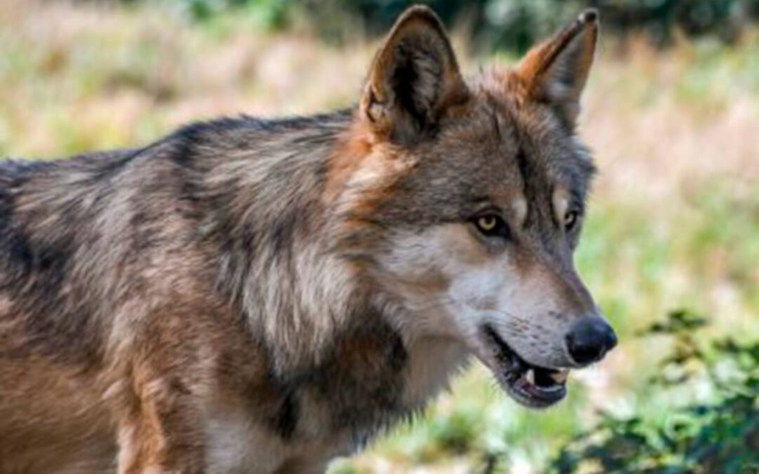 Buscan plantear en Madrid una propuesta para que los daños de la fauna salvaje no computen como beneficios ante Hacienda