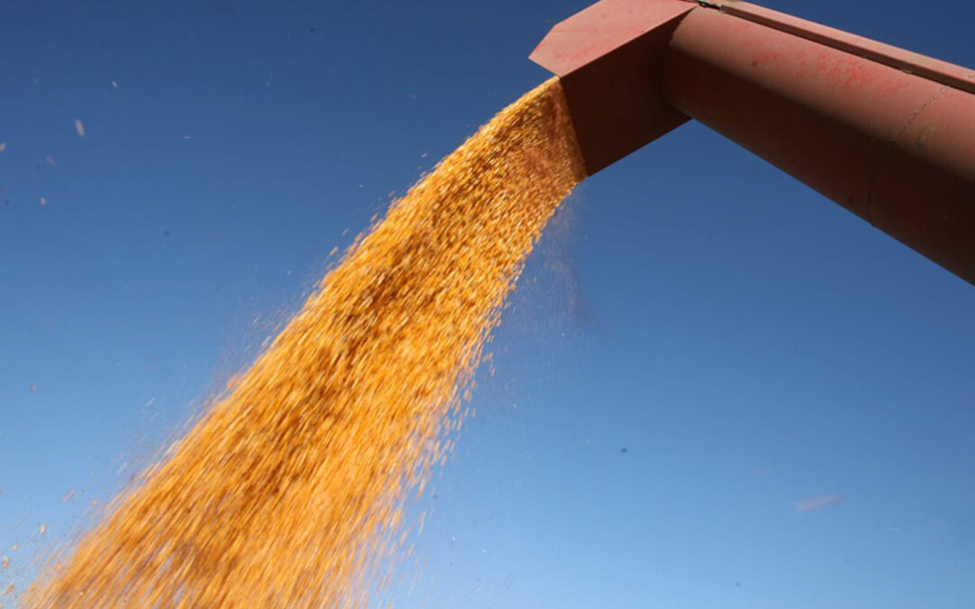 La incertidumbre sobre los aranceles hace bajar el pecio de los cereales en la lonja el Ebro y subir el de la almendra y los huevos