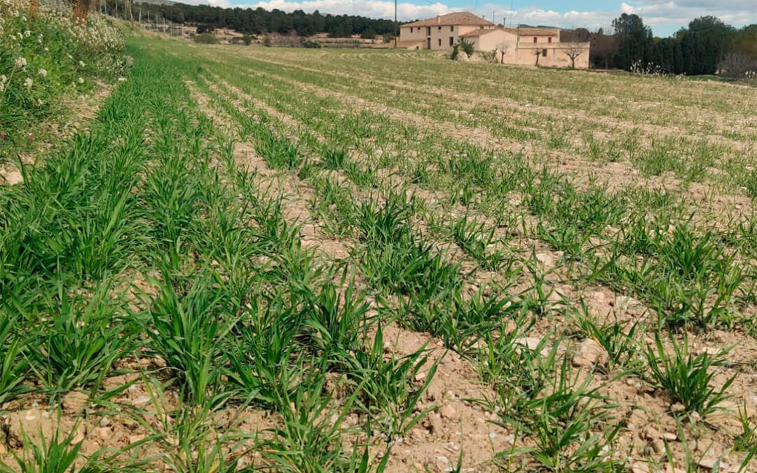 Alicante valora positivamente las recientes lluvias por aliviar la sequía y frenar las plagas de trips en la agricultura