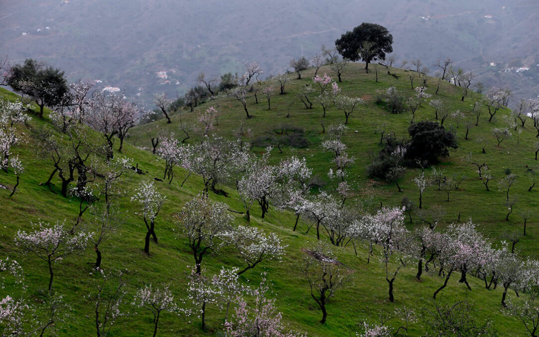 El precio de la almendra remonta con fuerza gracias al aumento de la demanda en Europa tras años de dificultades