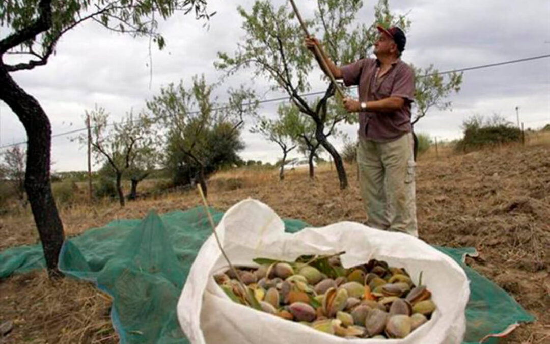 El Gobierno amplía el número de comarcas en las que los productores de frutos secos podrán recibir una ayuda asociada de la PAC