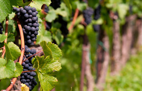 Solicitan respuestas sobre la solicitud de cosecha en verde para la Do Ribeira Sacra para que los viticultores puedan tomas sus decisiones